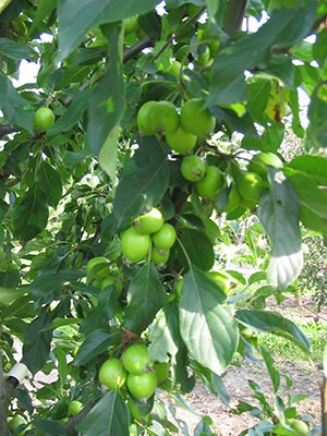 An apple tree