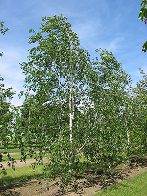 A birch-tree A birch-tree