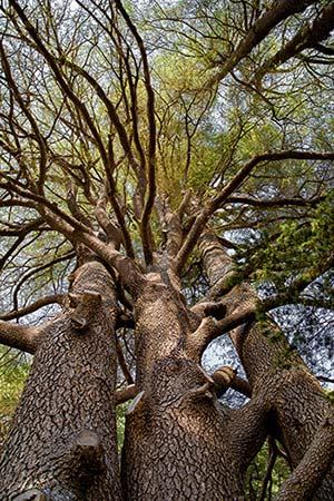 A tall cedar A tall cedar