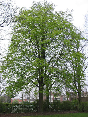 A chestnut A chestnut