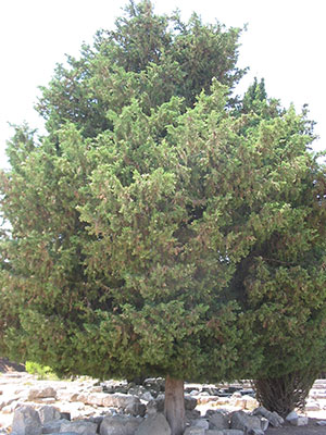 A cypress A cypress