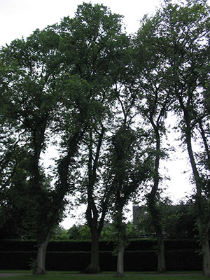 An elm