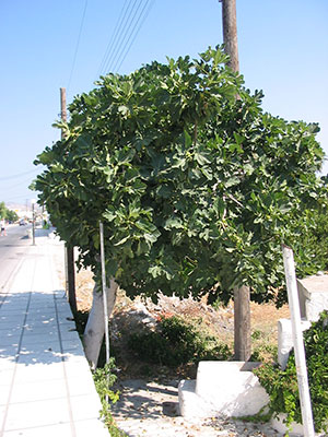 A fig tree A fig tree
