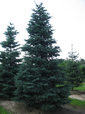 A fir-tree A fir-tree