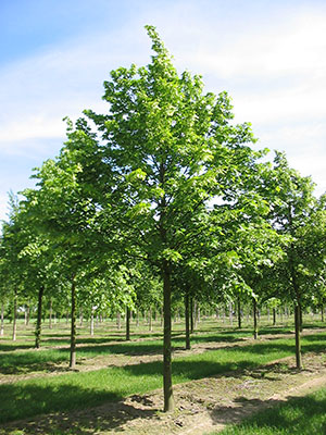 A linden A linden