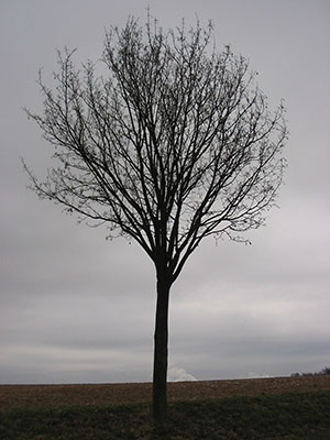 A maple A maple