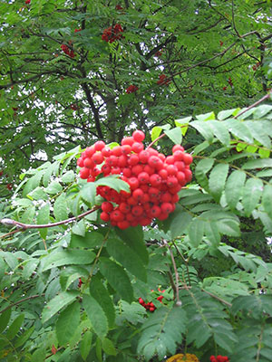 A mountain ash