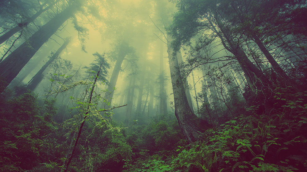 Mystic wood Mystic wood