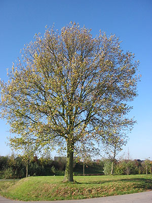 A oak tree