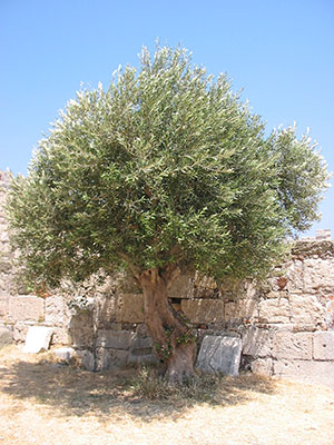 An olive-tree An olive-tree