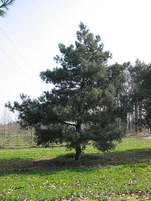 A pine