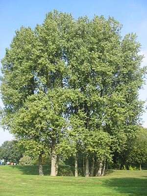 A poplar