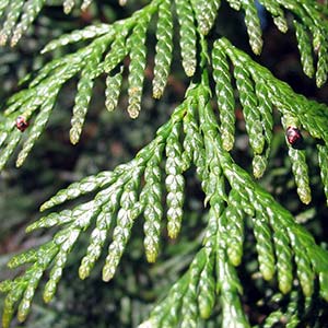 Thuja - the true tree of life? Thuja - the true tree of life?