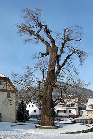 A tree as village center, here a so-called village lime tree A tree as village center, here a so-called village lime tree
